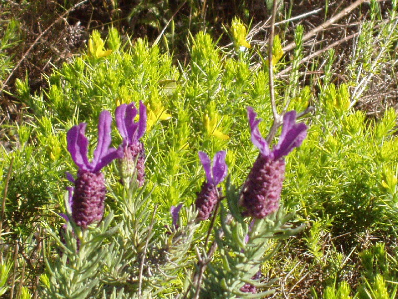 image28